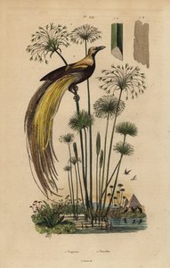 Grote paradijsvogel en papyrusgras door Unbekannt