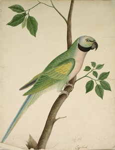 Groene papegaai, c. 1820 door Unbekannt