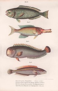 Groene papegaaivis. Indiase langbek, Rasirnesser, Lipvis, ca. 1850s