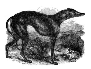 Windhond, 1848