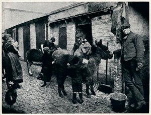 Verzorging van costers ezels, Londen (c1903)