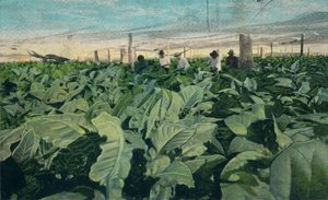 Tabak verbouwen, Cuba, 1909 door Unbekannt