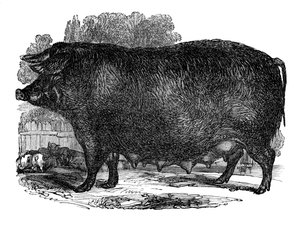 Hampshire zeug, 1848 door Unbekannt