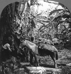Bananen oogsten, Costa Rica, 1909