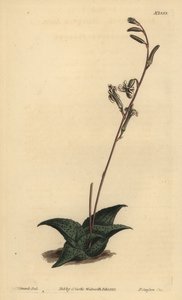 Haworthia venosa (Gekromde aloë, Aloe recurva)
