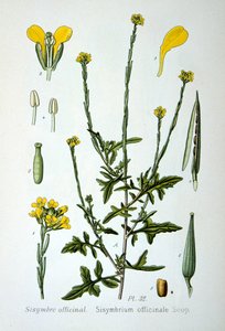 Heggemosterd, 1893