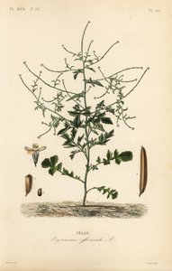 Heggenmosterd, Sisymbrium officinale