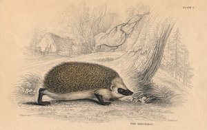 Egel Erinaceus europaeus door Unbekannt