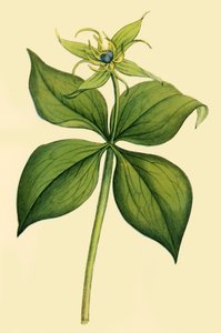 Herb Paris, laat 18e-begin 19e eeuw, 1944 door Unbekannt