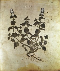 Kruidenboek Pepermunt, 6e eeuw