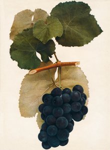 Herbert, 1908 door Unbekannt