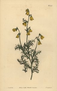 Hermannia confusa (Fijnbladige hermannia, Hermannia tenuifolia) door Unbekannt