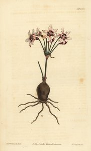 Hessea cinnamomea