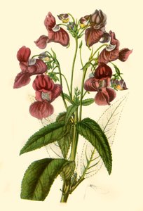 Himalaya-balsemien: Impatiens Glandulifera, 1840, 1944 door Unbekannt