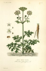 Berenklauw of koepeterselie, Heracleum sphondylium, berce branc-ursine