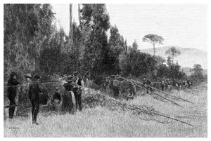 Hop plukken bij Bairnsdale, Australië, 1886 door Unbekannt