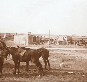 Paarden, Somme-Tourbe, Noord-Frankrijk