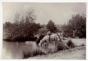 Paarden drinken bij een vijver, ca. 1890 door Unbekannt