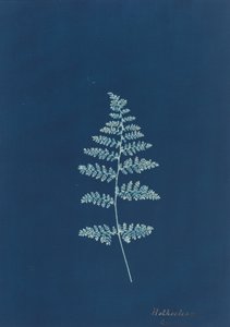 Hothocleana, ca. 1850s door Unbekannt
