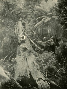 Hoe zijn de machtigen gevallen, 1901 door Unbekannt