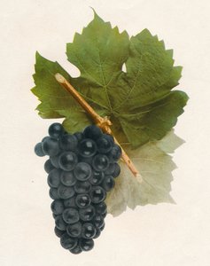 Hybride Franc, 1908 door Unbekannt