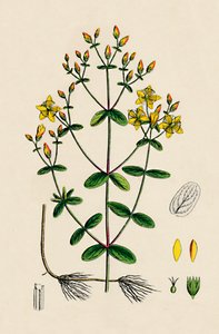 Hypericum Boeticum. Golvendbladig Sint-Janskruid, 19e eeuw door Unbekannt