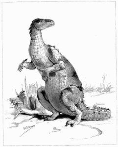 Iguanodon, 1895 door Unbekannt