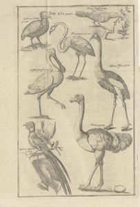 Illustratie uit het boek Beschrijving van de Kaap de Goede Hoop en de daar wonende Hottentotten door Kolb, Peter en uitgegeven door Peter Conrad Monath (de, 1745)