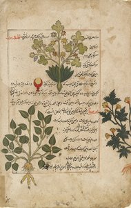 Geïllustreerde dubbele folio met distels en andere geneeskrachtige planten, 1595
