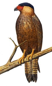Illustratie/Polyborus lutosus/Quelili/Caracara de Guadalupe/Guadalupe Caracara door Unbekannt