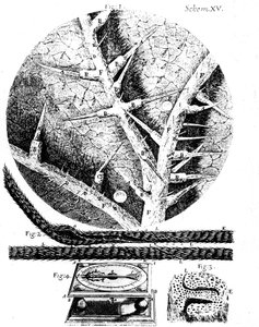 Illustraties van de Engelse microscopist Robert Hookes Micrographia, 1665