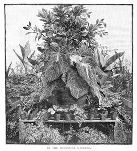 In de botanische tuinen, 1886 door Unbekannt