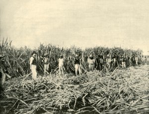 Op een Suikerplantage in Queensland, 1901 door Unbekannt