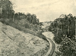 In de Blackall Ranges, 1901