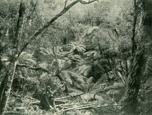 In de Dandenong Ranges