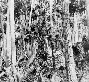 In de jungle, India, ca. 1900s