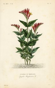 Spigelia van Maryland door Unbekannt