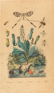 Insecten en bloemen door Unbekannt