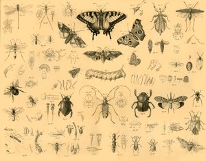 Insecten