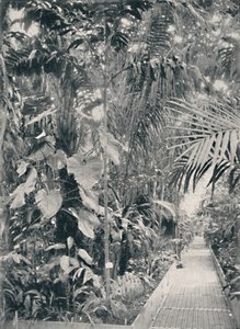 Interieur van het Grote Palmhuis, Kew Gardens, 1904 door Unbekannt