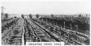 Druivenranken irrigeren, Australië, 1928