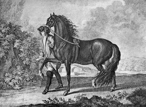 Italiaans Napolitaans paard, 1722 1938 door Unbekannt