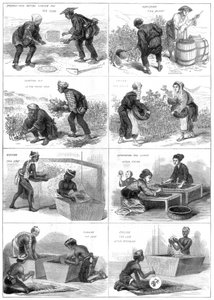 Japanse theeproductie, 1874 door Unbekannt