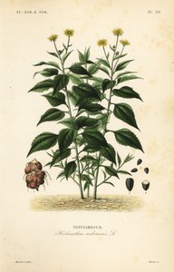 Aardpeer of topinamboer, Helianthus tuberosus, Topinambour door Unbekannt