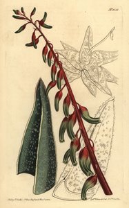 Gasteria carinata