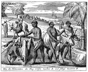 Khoikhois temmen ossen, Zuid-Afrika, 18e eeuw, 1931 door Unbekannt