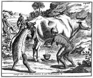 Khoikhois melken koeien en maken boter, Zuid-Afrika, 18e eeuw 1931