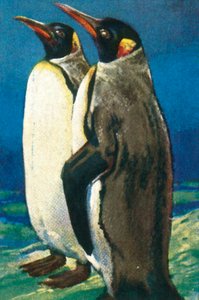Koningspinguïns, ca. 1928