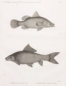De Baars Latous & De Cyprin Lebis