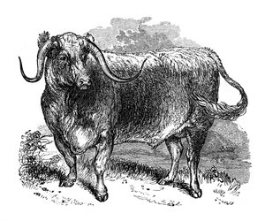 Lancashire os, exemplaar van de langhoornrassen, 1848